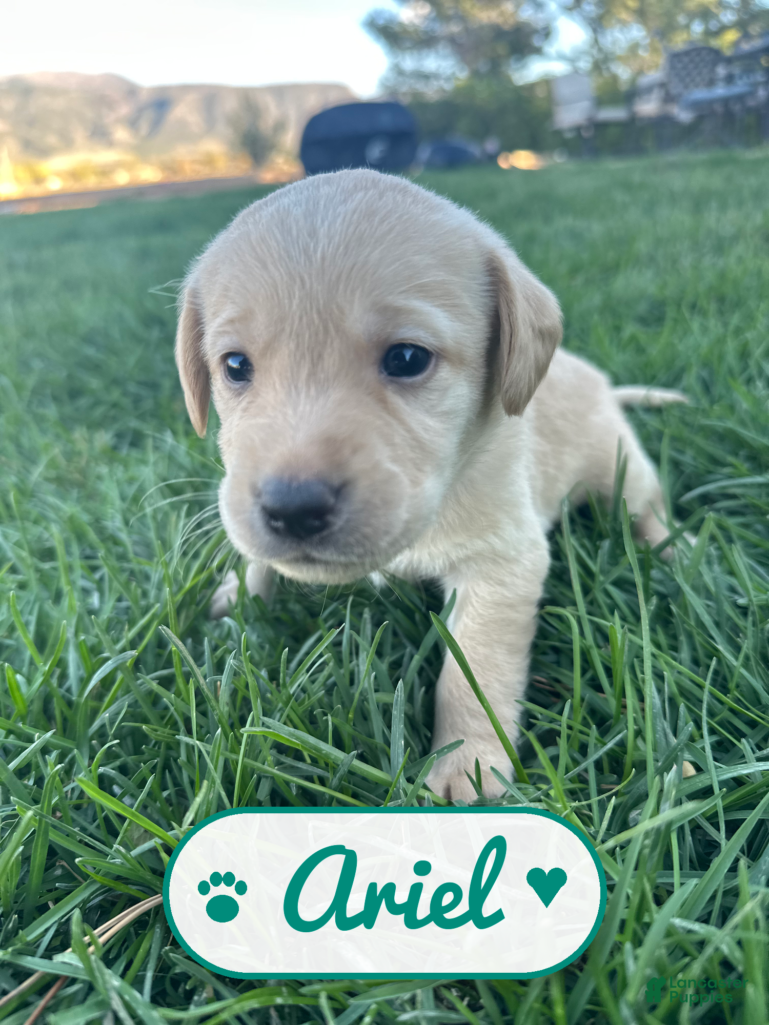 Labrador Retriever dogs Ariel - Ad 9