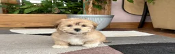 Mixed Breed dogs for sale: Lhasa/Maltese - Ad 6