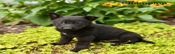 German Shepherd dogs for sale: Champion - Ad 4