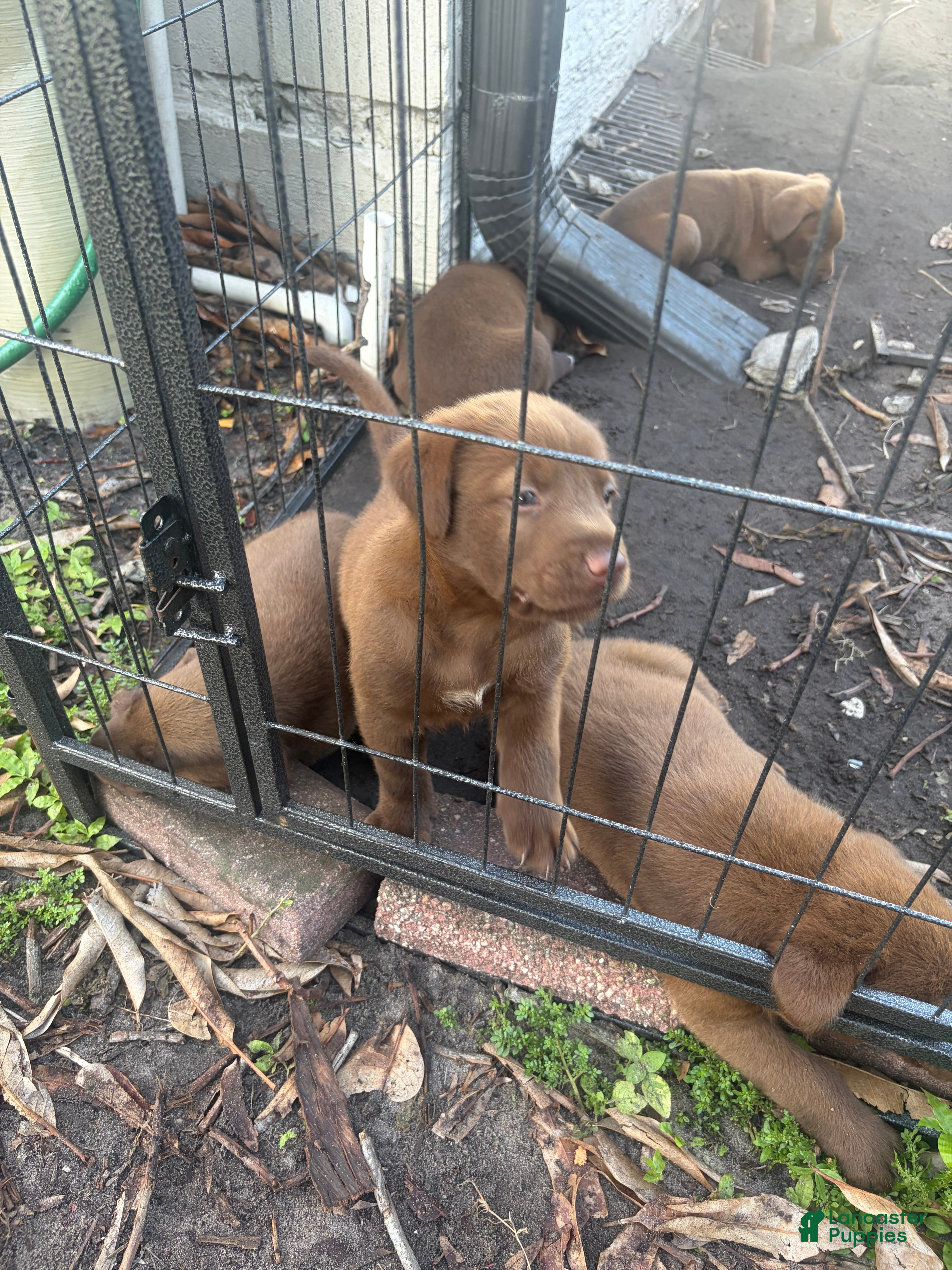 Labrador Retriever dogs for sale: Labrador Retriever 3 - Ad 1