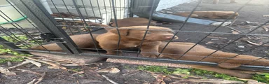 Labrador Retriever 3