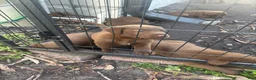Labrador Retriever dogs for sale: Labrador Retriever 3 - Ad 1