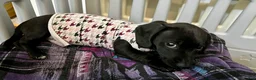 Dachshund dogs for sale: Dachshund Puppy 1 - Ad 3