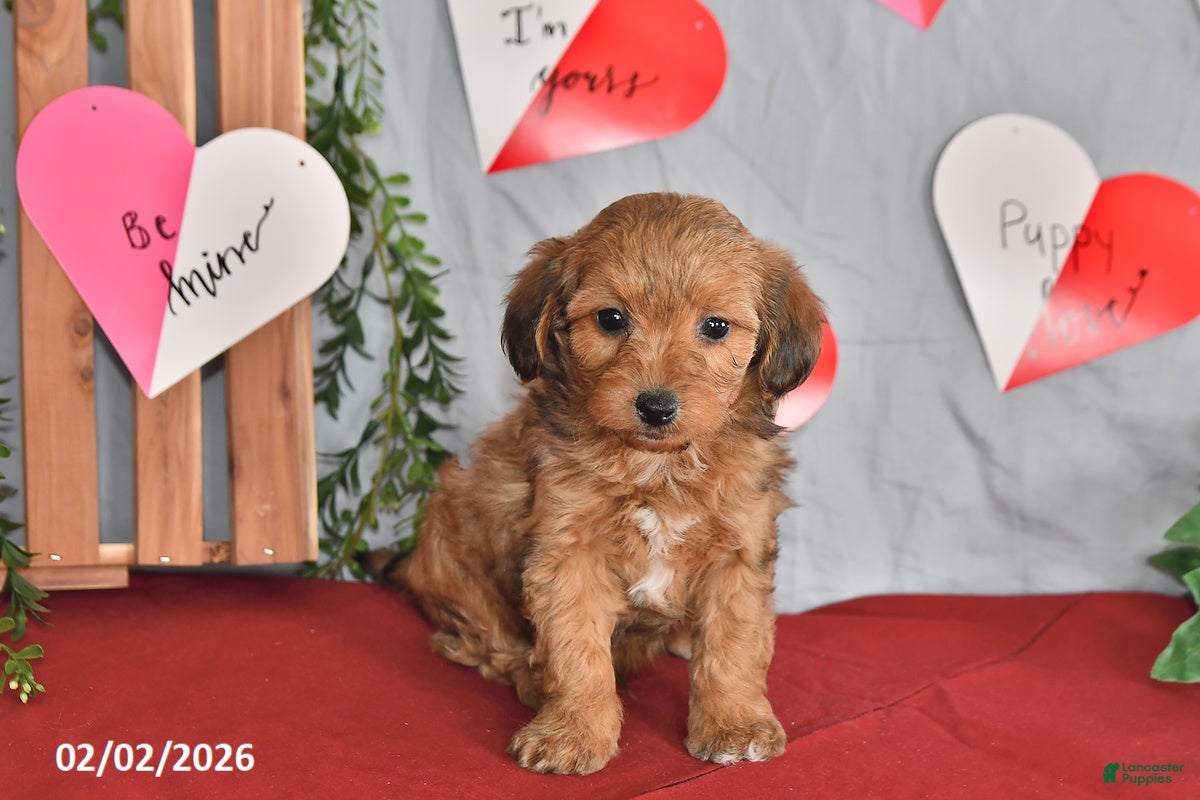 Mixed Breed dogs Duke - Ad 6