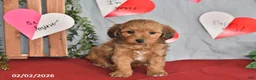 Mixed Breed dogs for sale: Duke - Ad 1