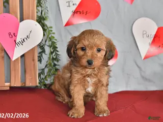 Mixed Breed dogs Duke - Ad 6