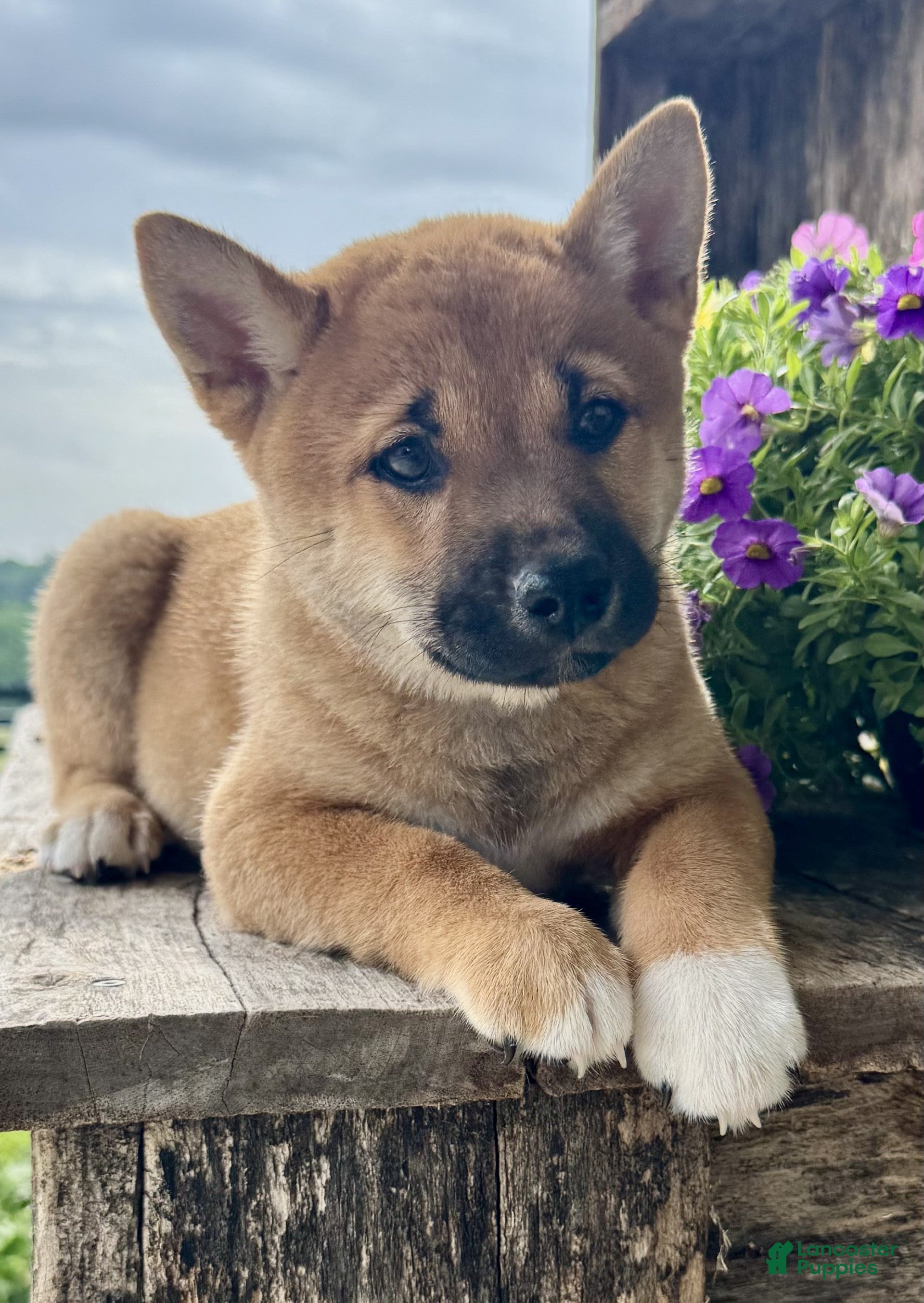 Shiba Inu dogs Olive - Ad 2