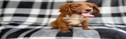 Cavapoo dogs for sale: Royal - Ad 5