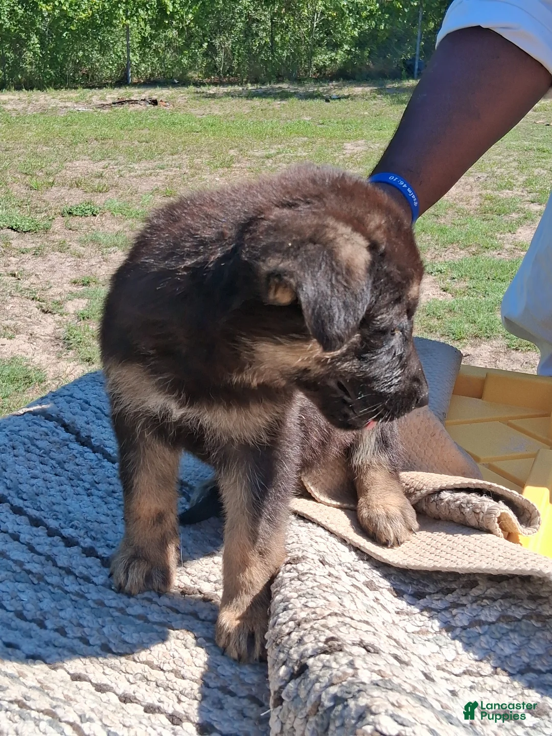 German Shepherd dogs for sale: German Shepherd Puppy 1 - Ad 2