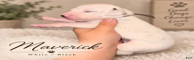 Dalmatian 4