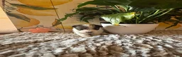 Wire Fox Terrier dogs for sale: Judy Hopps  - Ad 4