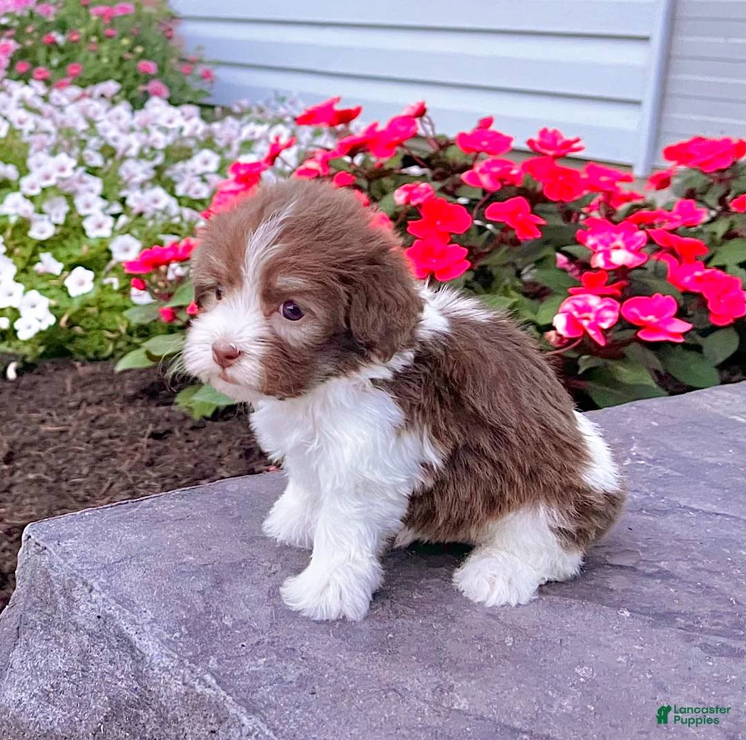Havanese dogs for sale: Macey - Ad 5