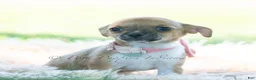 Chihuahua dogs for sale: Poppy - Ad 6