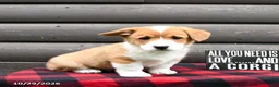 Welsh Corgi Pembroke dogs for sale: Merle - Ad 3