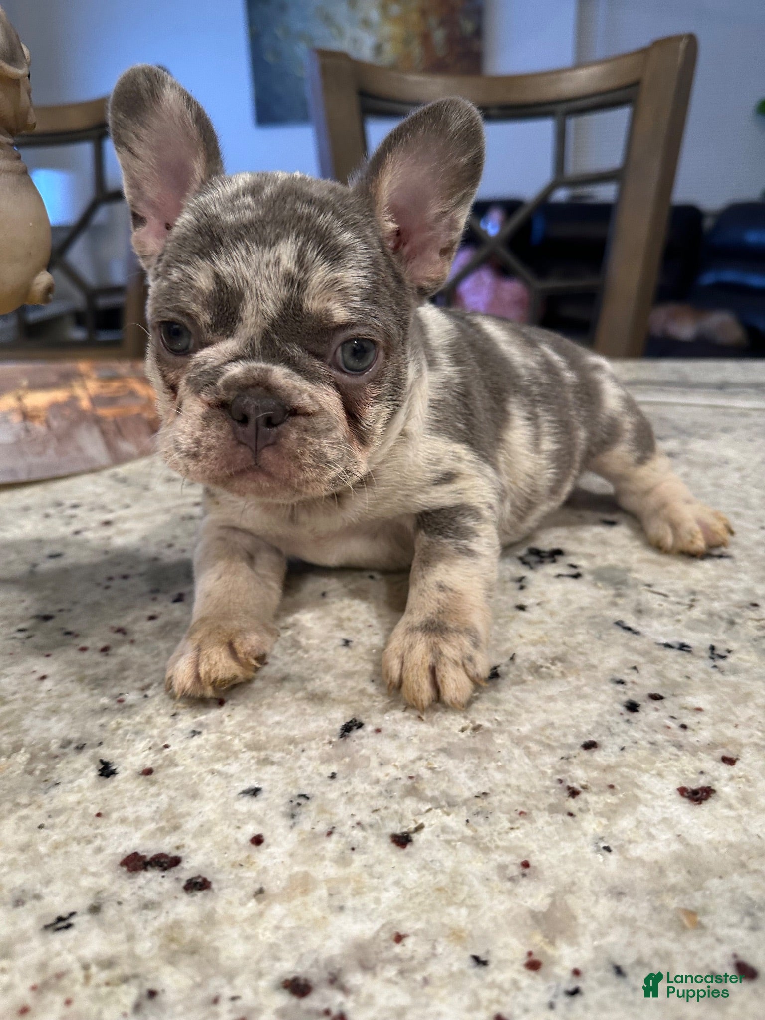 French Bulldog dogs French Bulldog 2 - Ad 3
