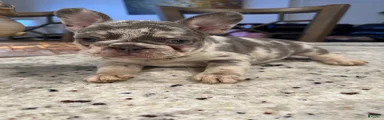 French Bulldog 2