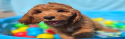 Cockapoo dogs for sale: Cashmere - Ad 14