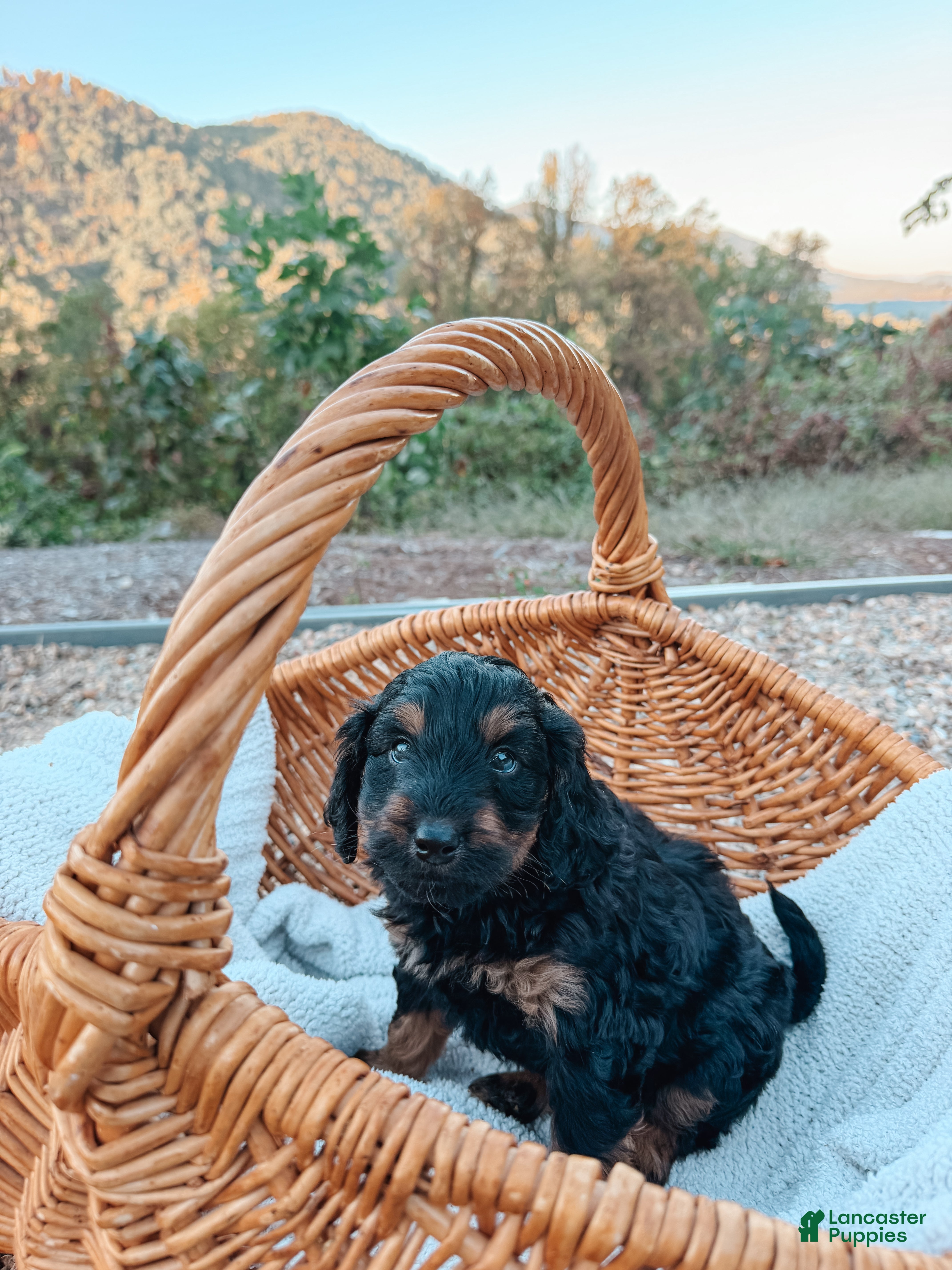 Aussiedoodle dogs for sale: Cash - Ad 1