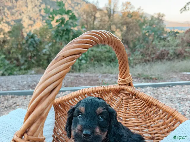 Aussiedoodle dogs for sale: Cash - Ad 1