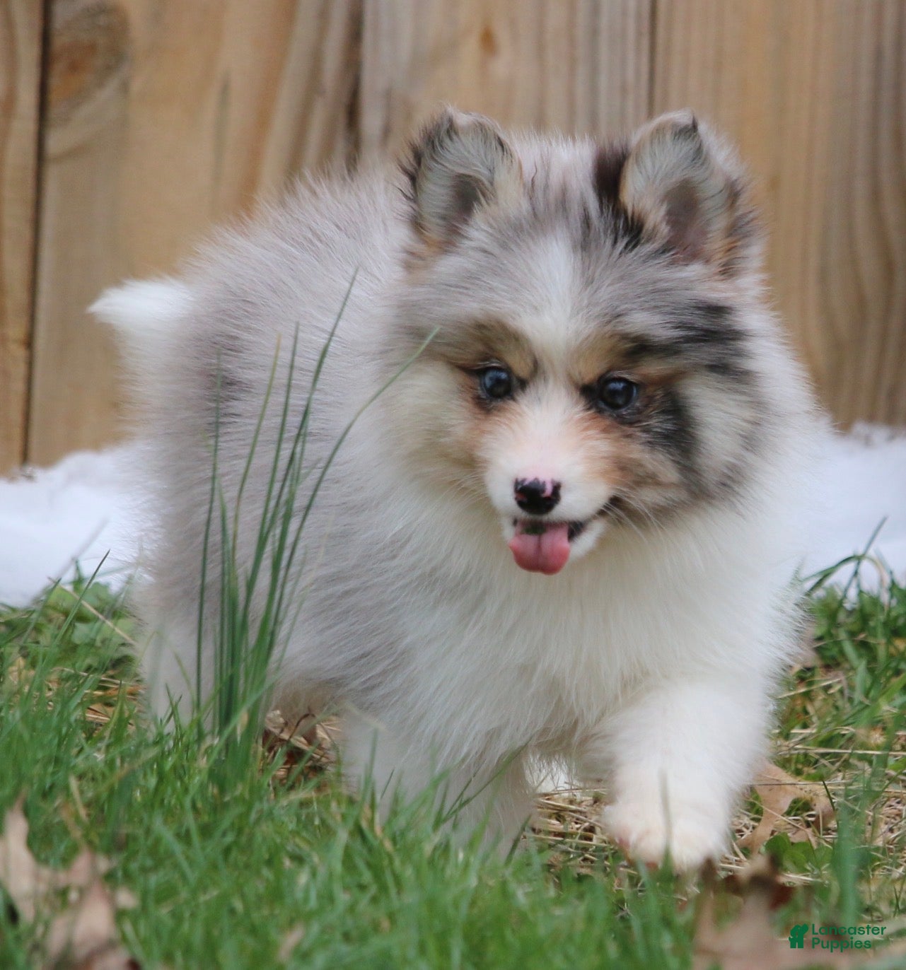 Pomsky dogs Brooks - Ad 2
