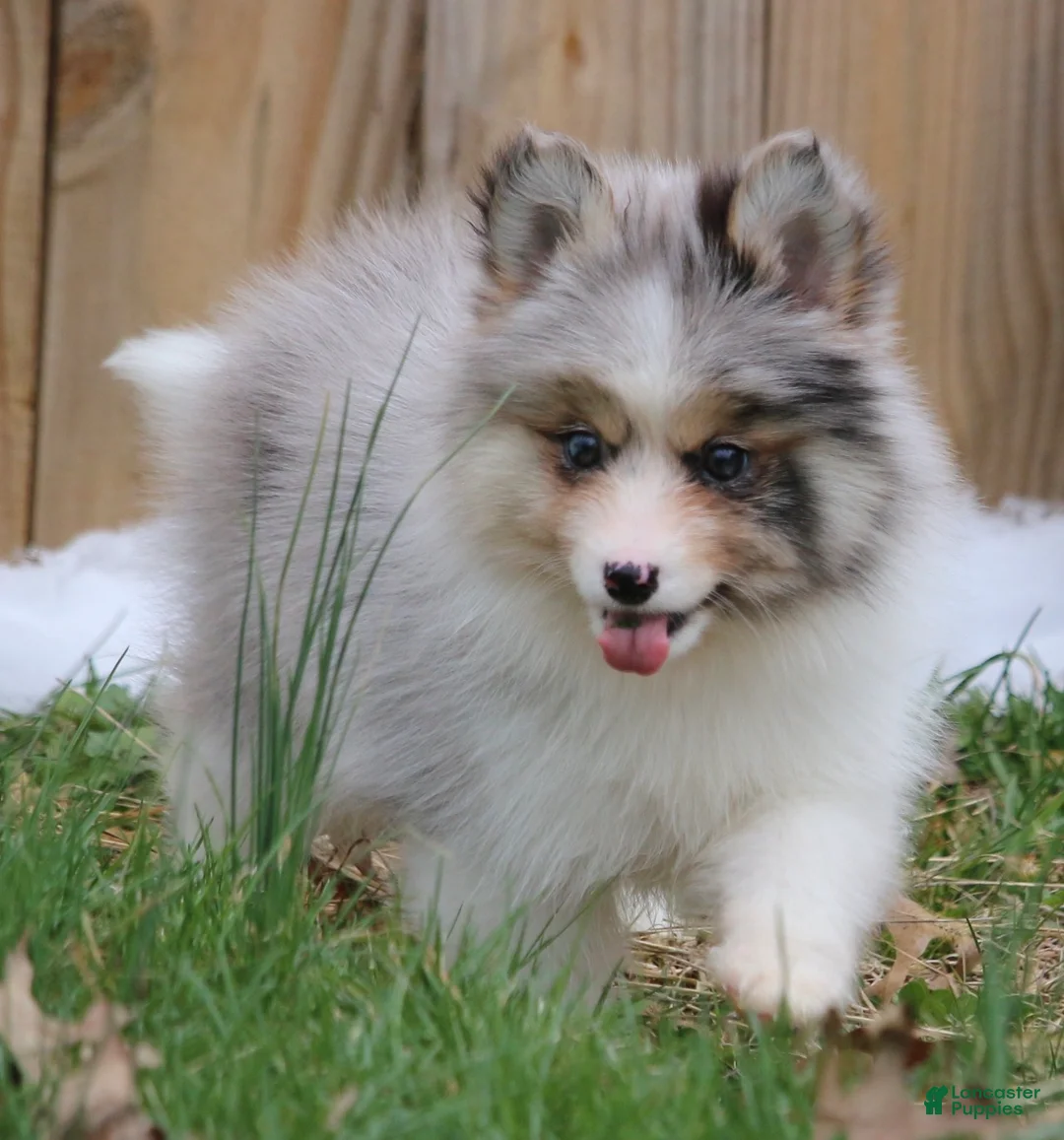 Pomsky dogs for sale: Brooks - Ad 2