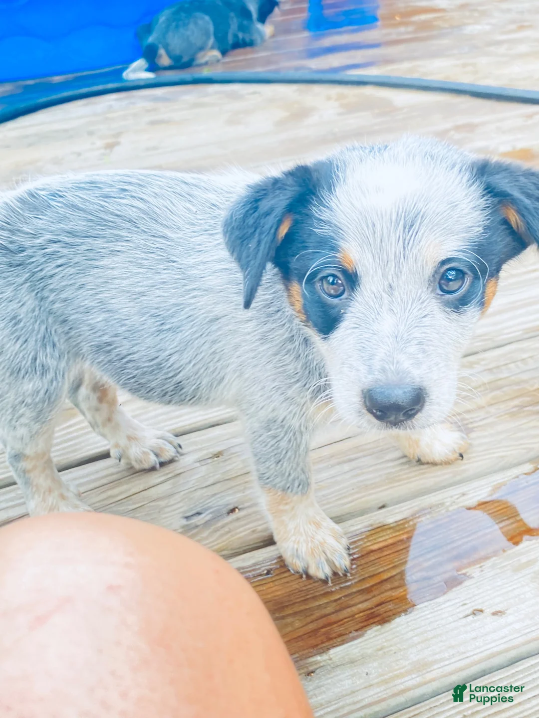 Australian Cattle Dog dogs for sale: Miss Coon - Ad 1