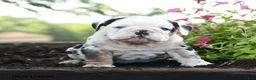 English Bulldog dogs for sale: Jinx - Ad 4