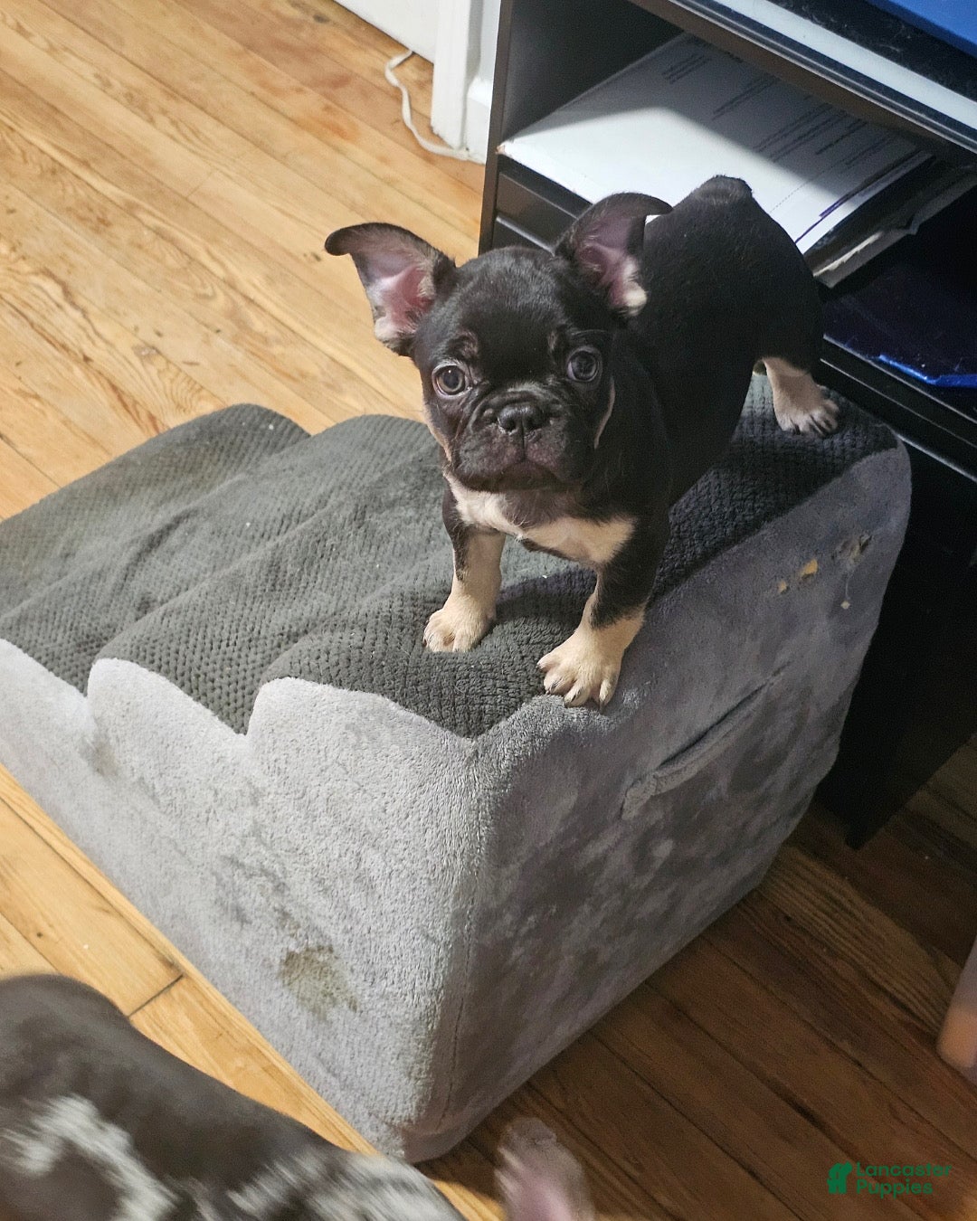 French Bulldog dogs Night  - Ad 35