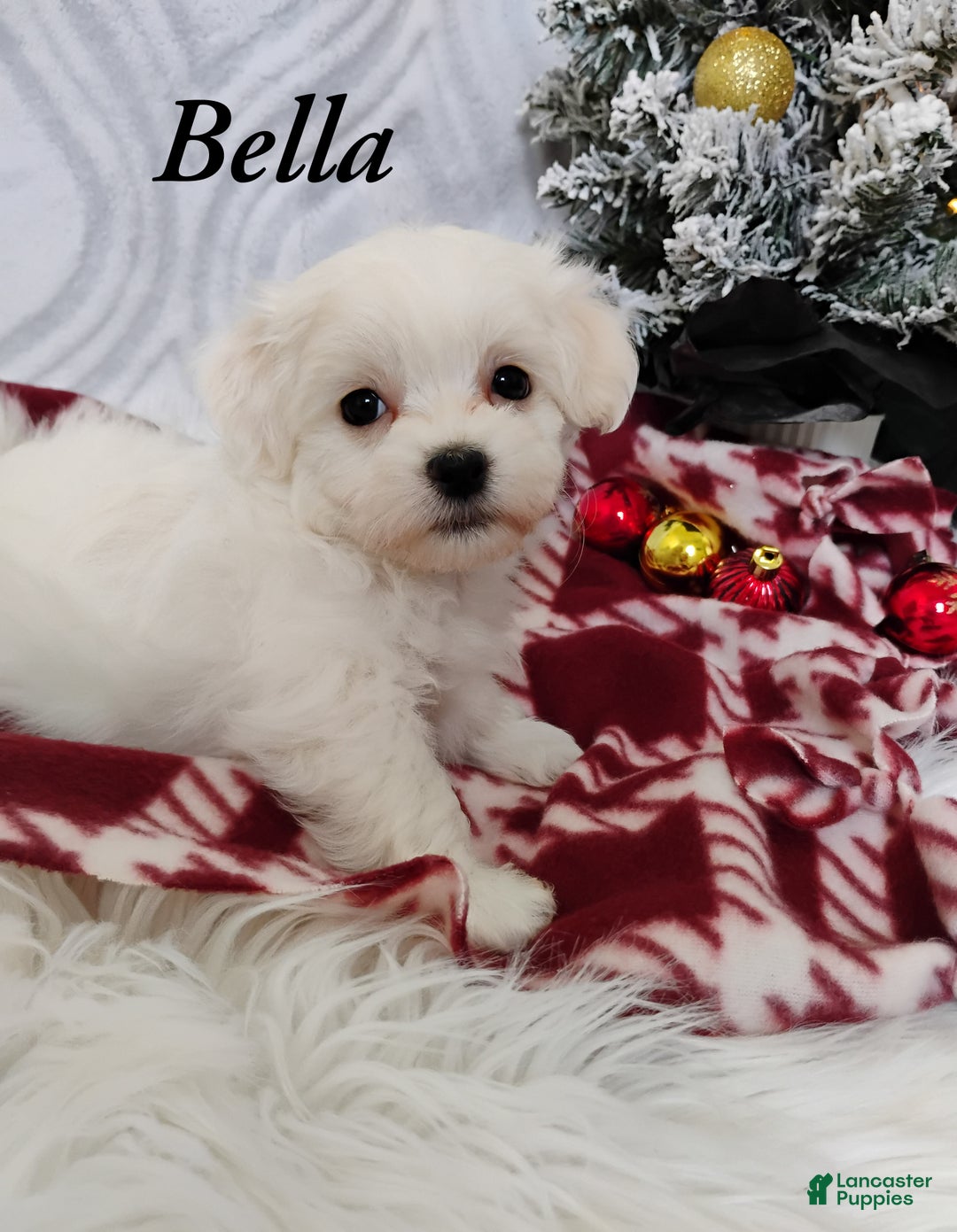 Mixed Breed dogs for sale: Bella - Ad 1