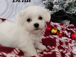 Mixed Breed dogs Bella - Ad 18