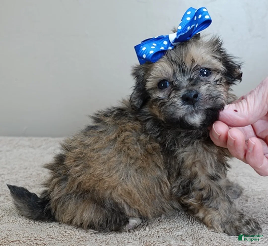 Maltipoo dogs for sale: River - Ad 5