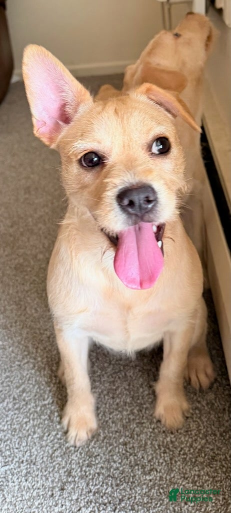 Mixed Breed dogs for sale: Snoh. - Ad 2