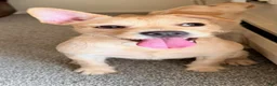 Mixed Breed dogs for sale: Snoh. - Ad 2