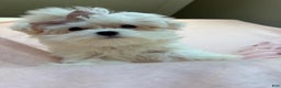 Maltese dogs for sale: Maltese Puppy 1 - Ad 1
