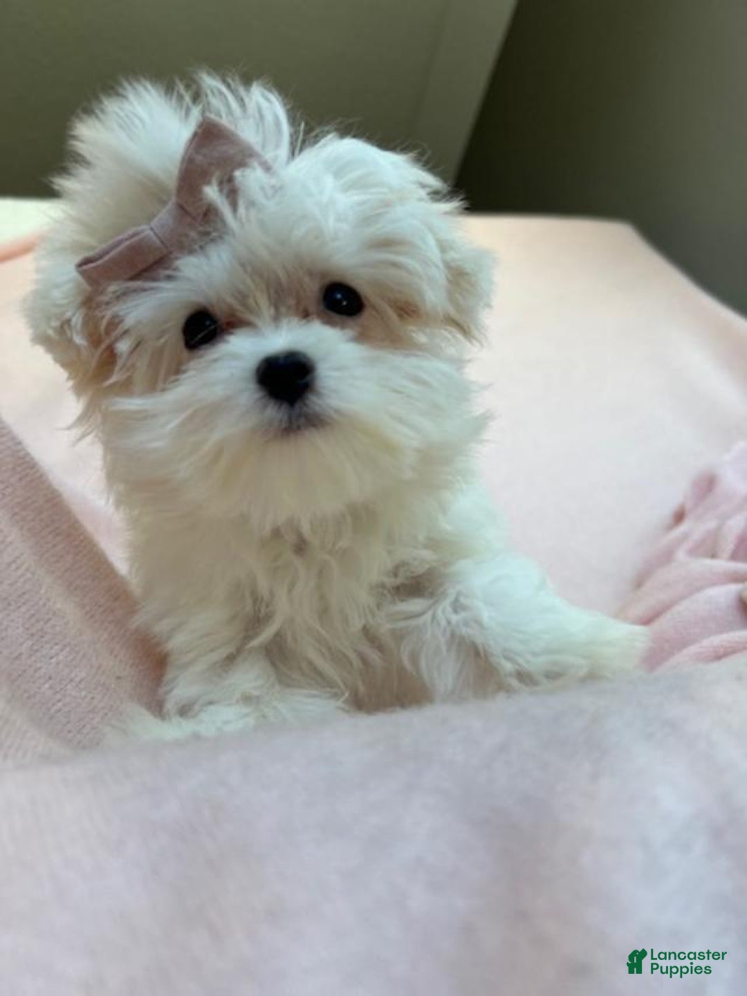Maltese dogs for sale: Maltese Puppy 1 - Ad 1