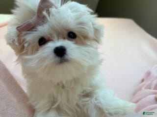 Maltese dogs Maltese Puppy 1 - Ad 12