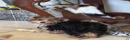 Biewer Terrier dogs for sale: Biewer Terrier 2 - Ad 2