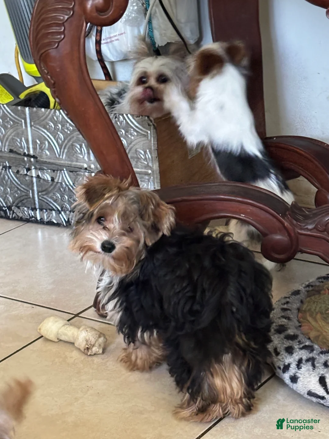 Biewer Terrier dogs for sale: Biewer Terrier 2 - Ad 2