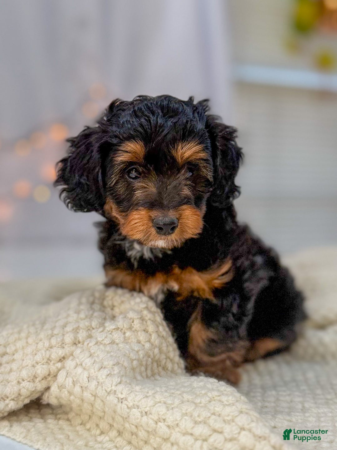 Doxiepoo dogs for sale: Isabelle - Ad 6