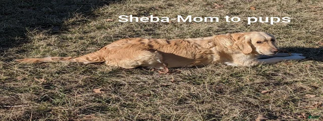 Sheba
