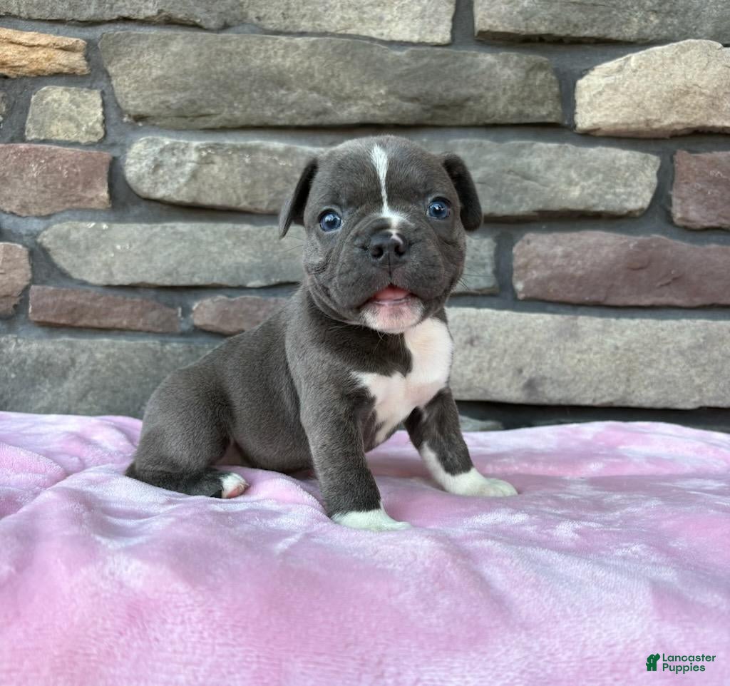 Frenchton dogs Prince - Ad 1