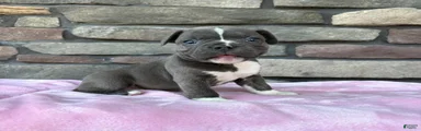Prince