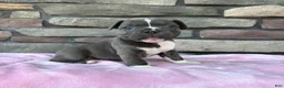 Frenchton dogs for sale: Prince - Ad 1