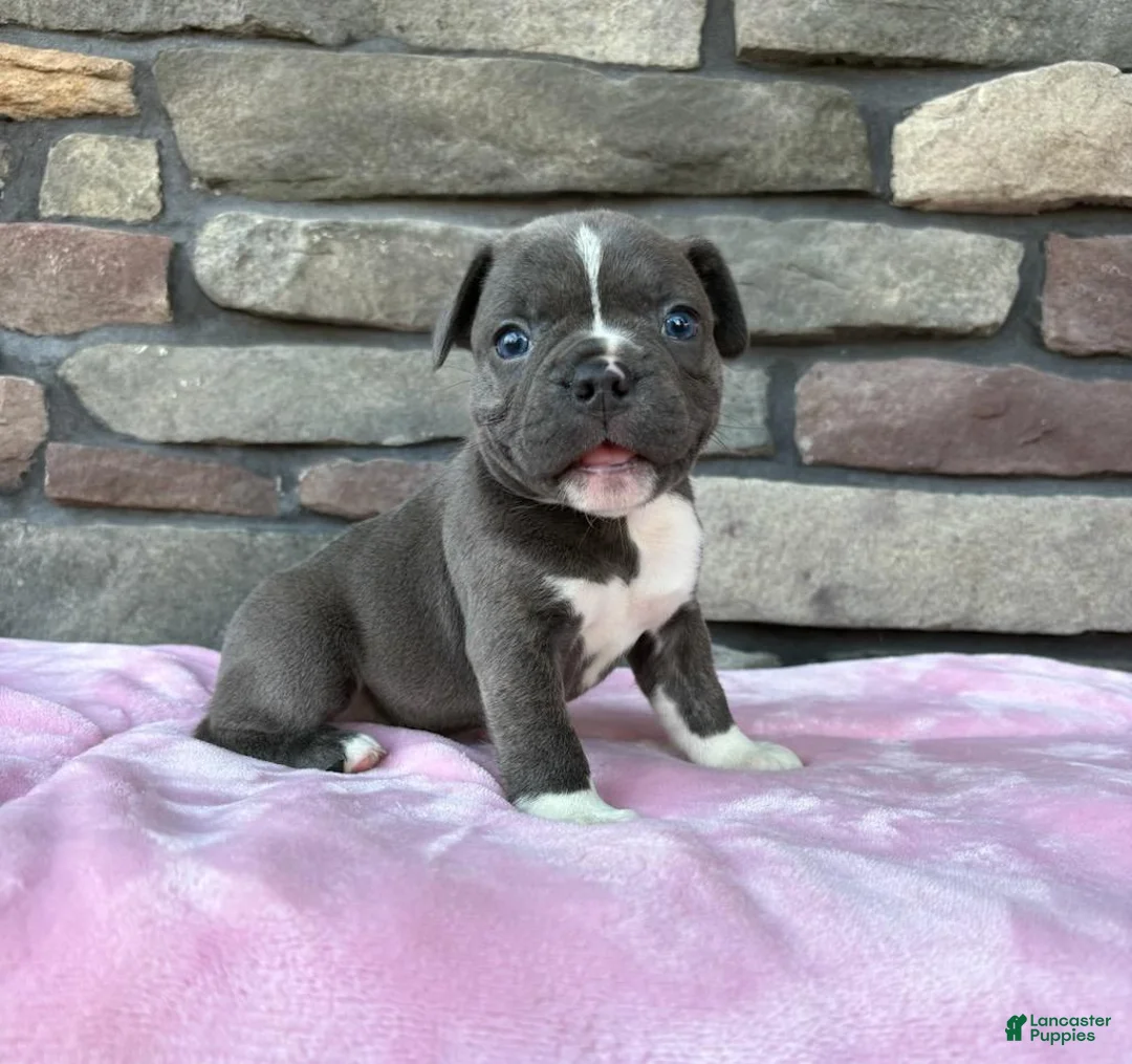 Frenchton dogs for sale: Prince - Ad 1