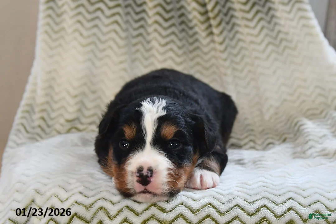 Bernese Mountain Dog dogs for sale: Pepper - Ad 2