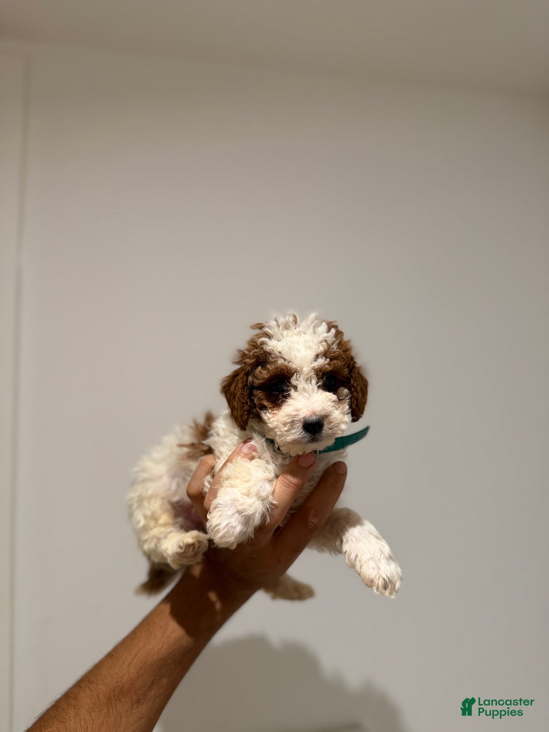 Toy Poodle dogs for sale: Jelly bean - Ad 3