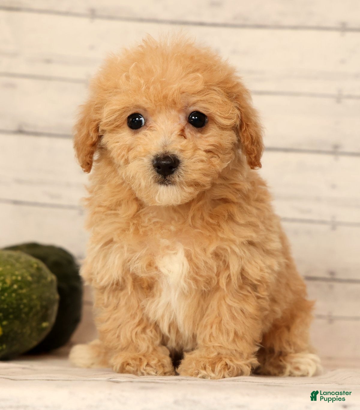 Bichpoo dogs Oasis - Ad 2