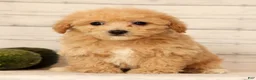 Bichpoo dogs for sale: Oasis - Ad 2