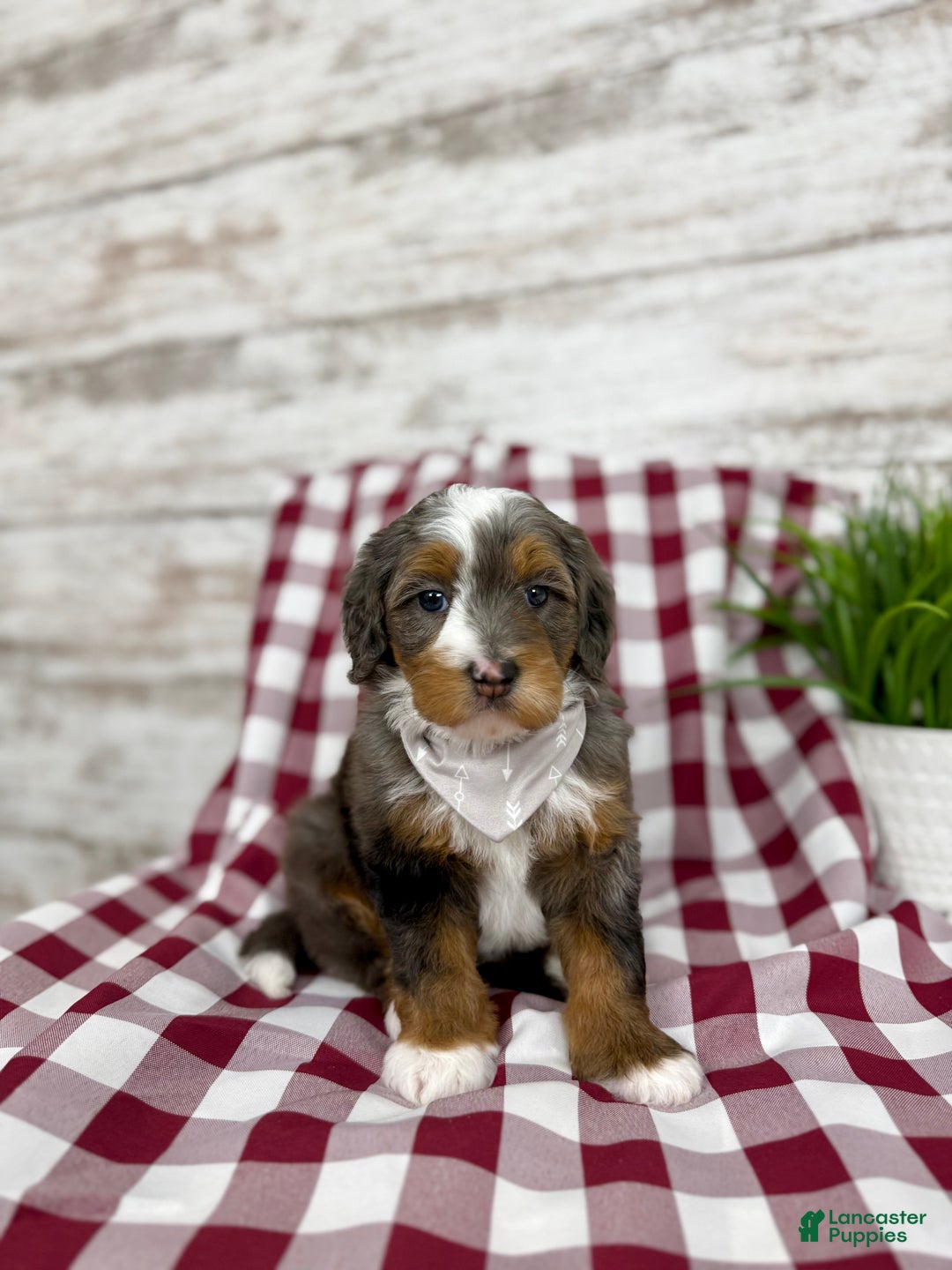 Mini Bernedoodle dogs for sale: Sophia - Ad 5