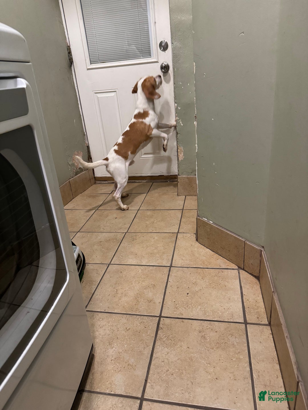 Beagle dogs for sale: Beagle Puppy 1 - Ad 3